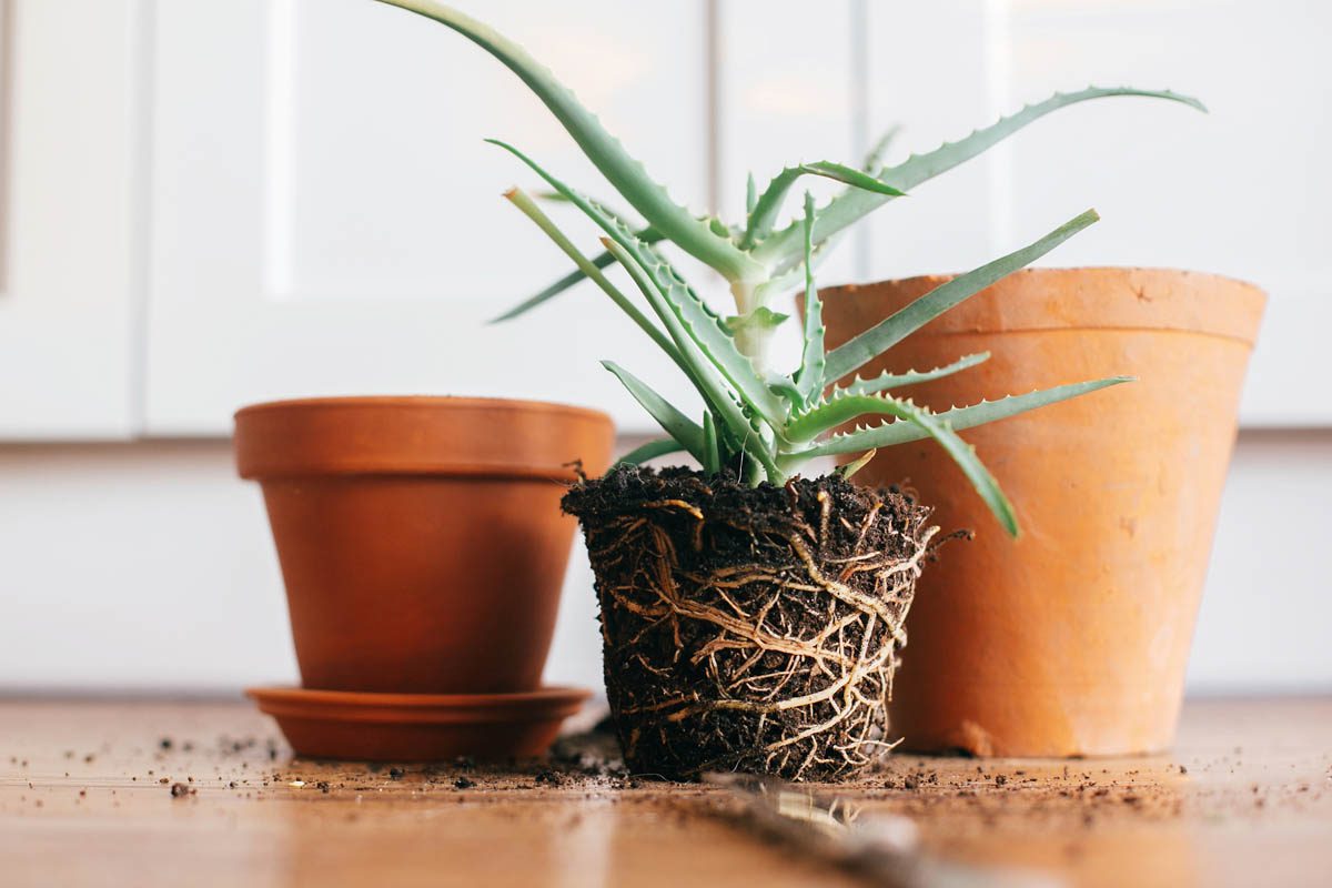 Overpotting Plants: What Are the Risks?