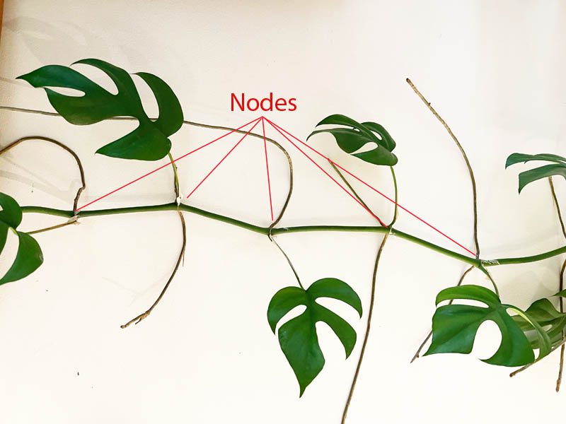 Plant nodes
