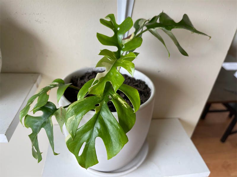 Variegated mini monstera 