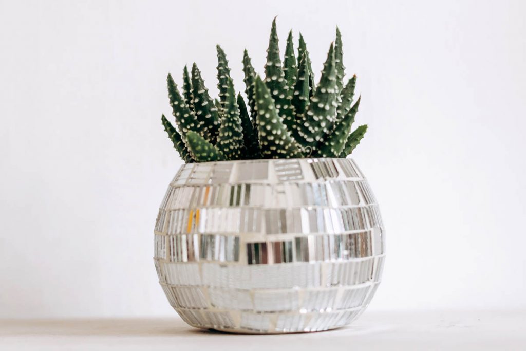 Water and light requirements of houseplants