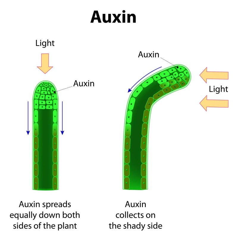 What is auxin?