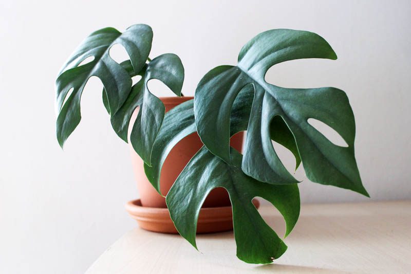 What is mini monstera?