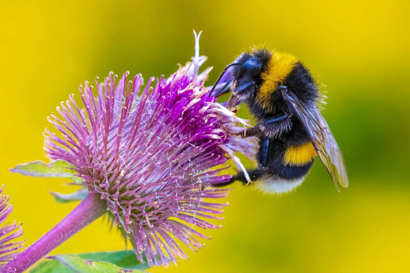 Attracting beneficial insects to the garden