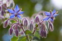 Borage sowing guide