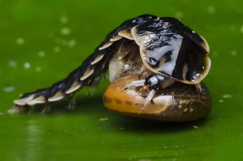 Firefly larvae