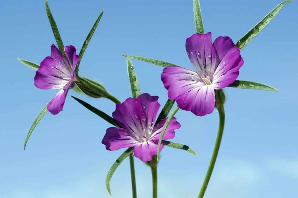 Flower seed sowing guide