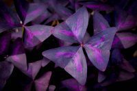 Is purple oxalis (shamrock plant) toxic?