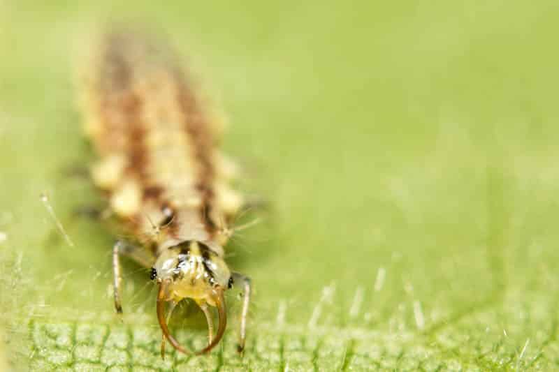 Lacewing larvae