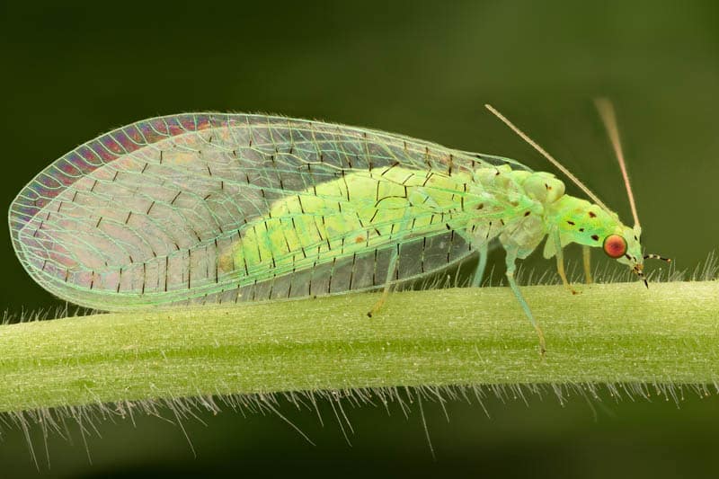 Lacewing