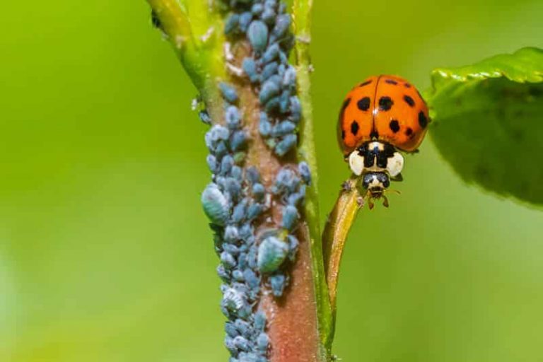 Ten Beneficial Insects For the Garden - Botany-World