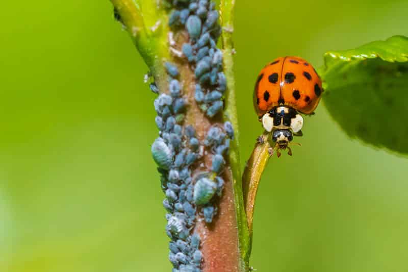 Ladybird