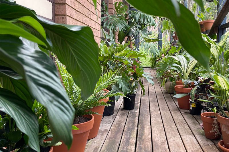 Can houseplants live outside