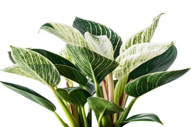 Common houseplants