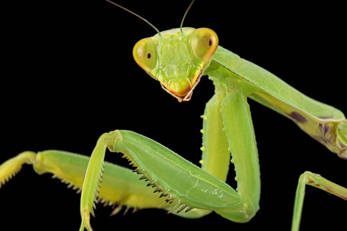 Praying mantis