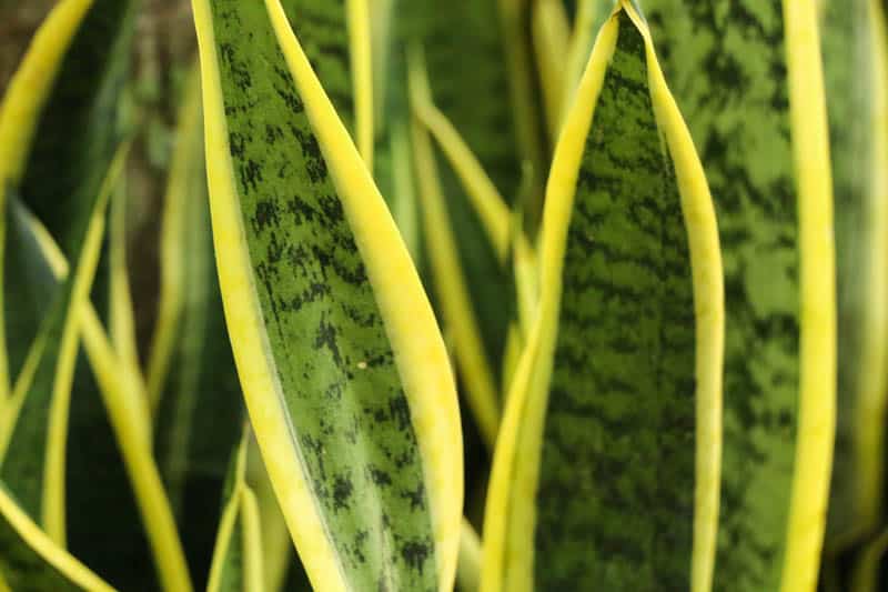 Snake plant