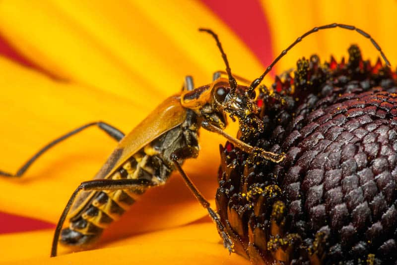 Soldier beetle