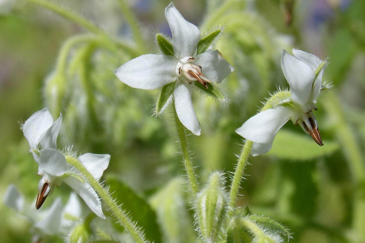 White borage flowers