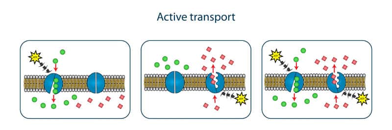 Na+/K+-ATPase pump