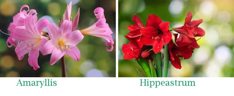 Difference between amaryllis and hippeastrum