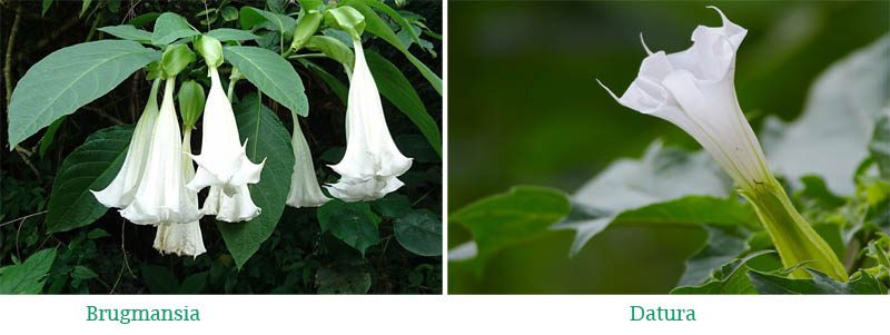 Difference between Datura and Brugmansia