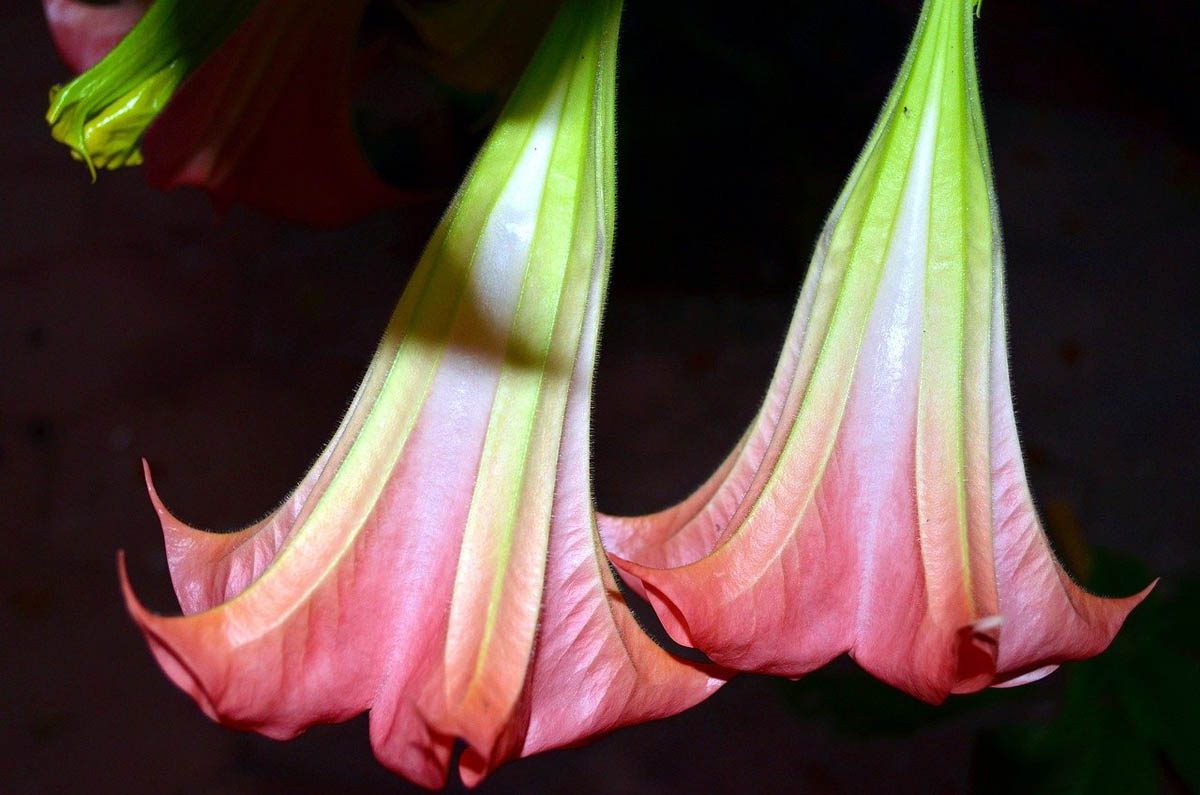 Is Angel's Trumpet (Brugmansia) Toxic to Dogs?
