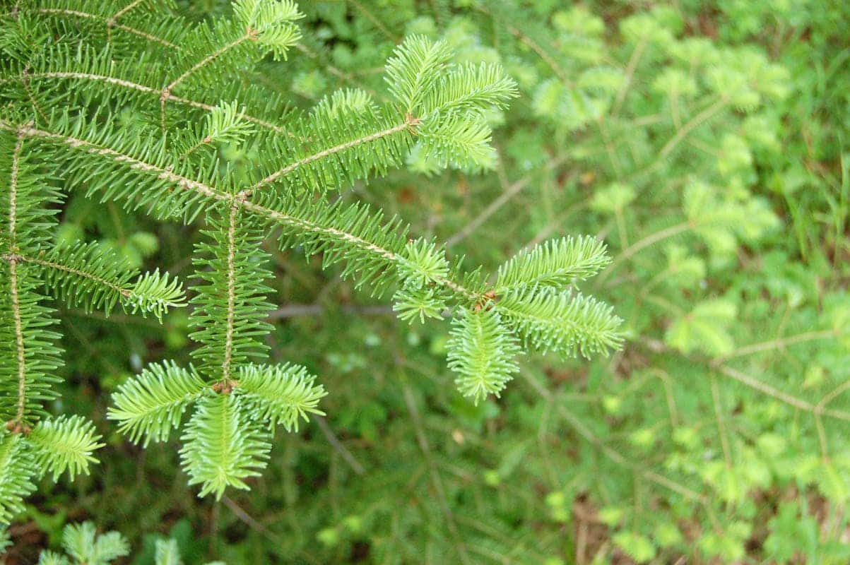 Is balsam fir toxic to dogs?