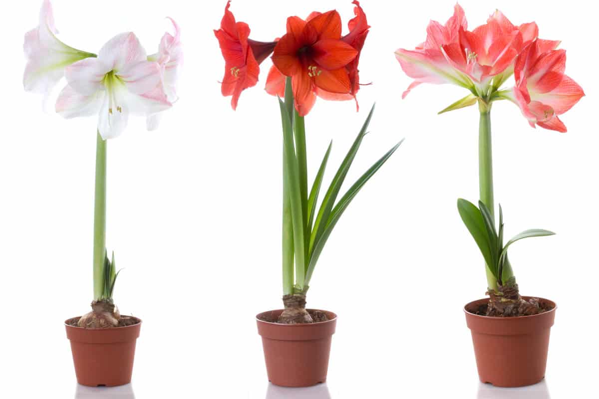 Is Hippeastrum toxic to dogs?