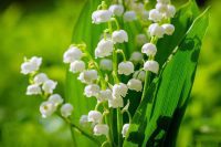 Is lily of the valley toxic to dogs?