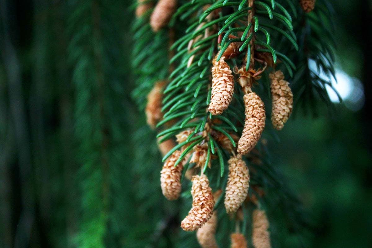 Is Norway Spruce (Picea abies) Toxic to Dogs?