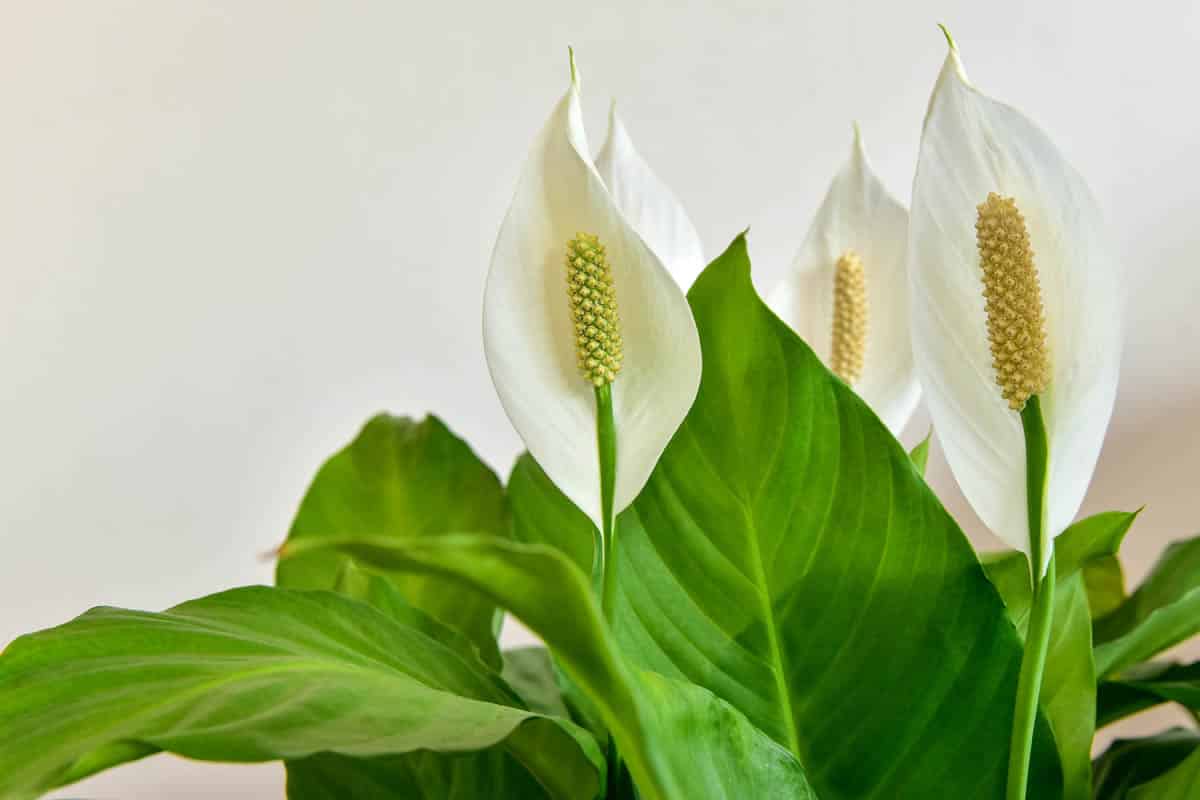 Is peace lily toxic to dogs?