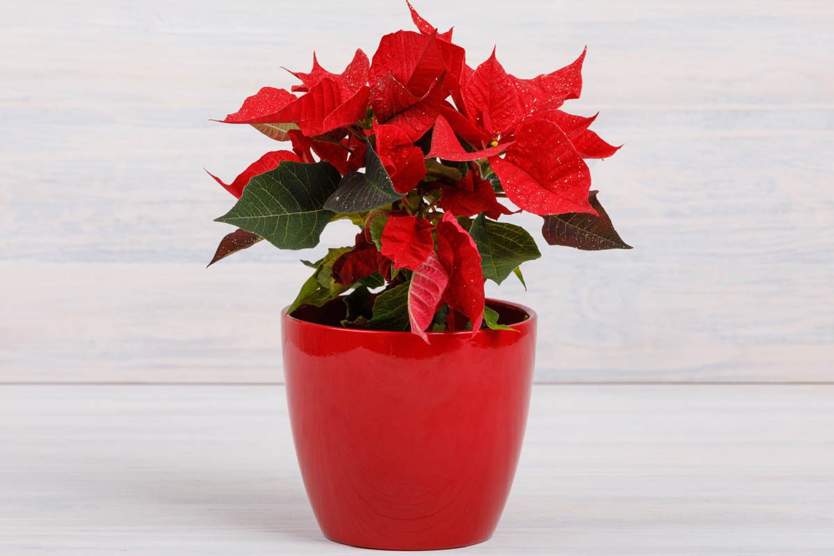 Is poinsettia toxic to dogs?