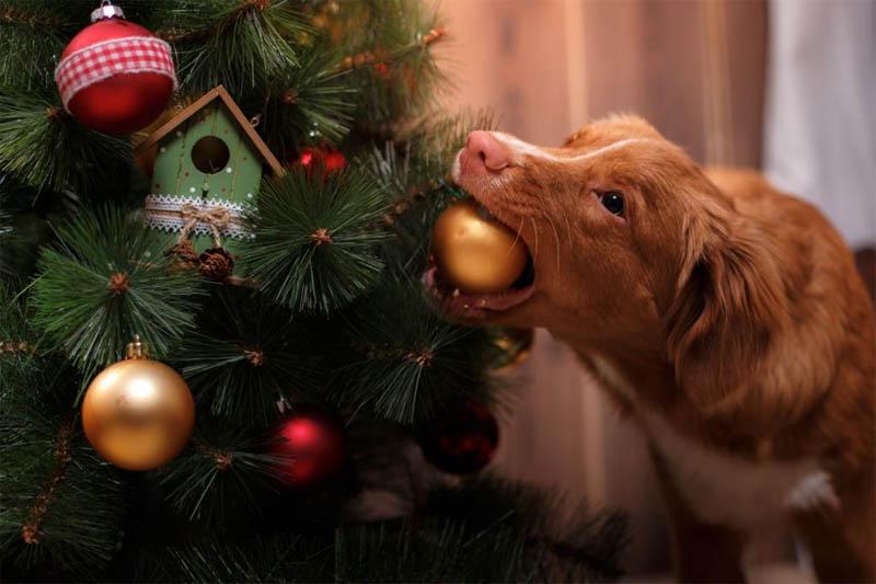 Keeping dogs safe around Christmas trees