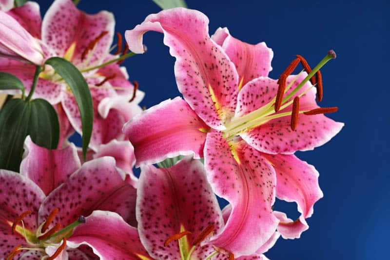 Stargazer lily