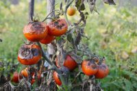 What is tomato blight?