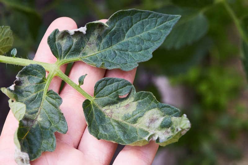 Tomato blight on a leaf