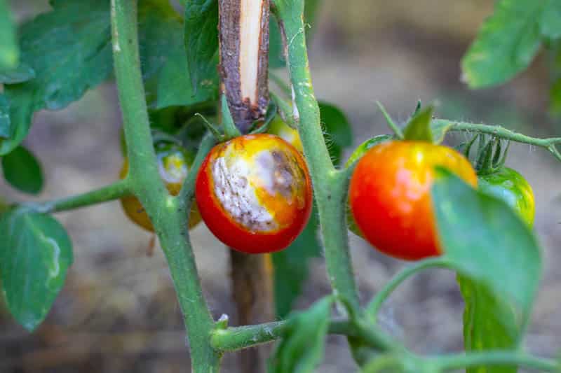 Tomato blight