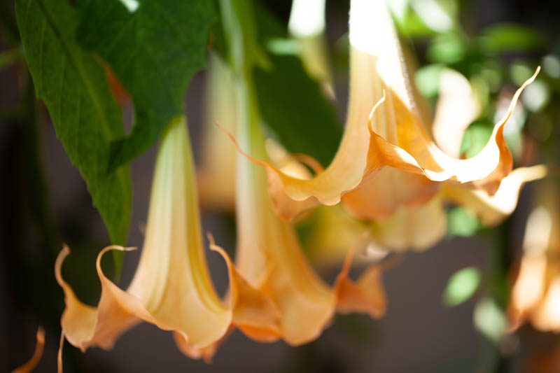 What is angel's trumpet?