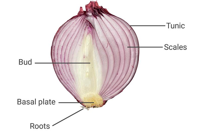 Plant bulb anatomy