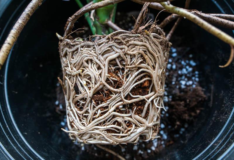 Healthy roots on a Monstera