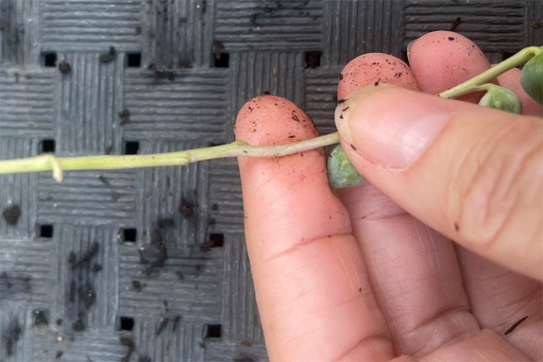 How To Propagate String of Pearls BotanyWorld