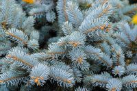 Is blue spruce toxic to dogs?