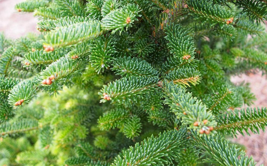 Is Fraser fir toxic to dogs?