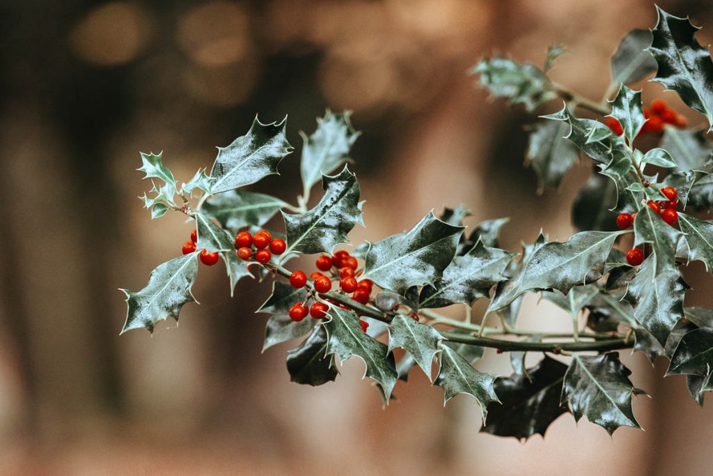 Is holly toxic to dogs?