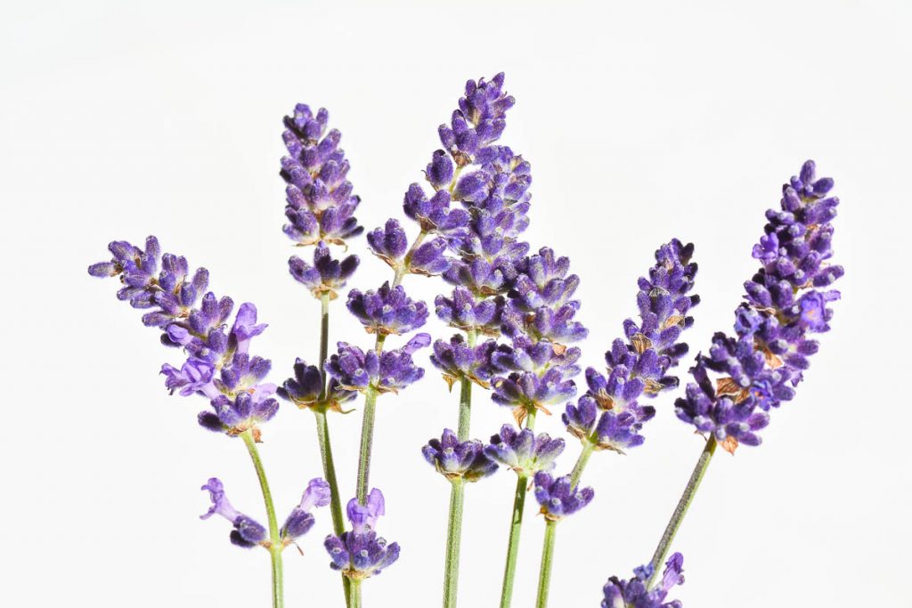 Is lavender toxic to dogs?