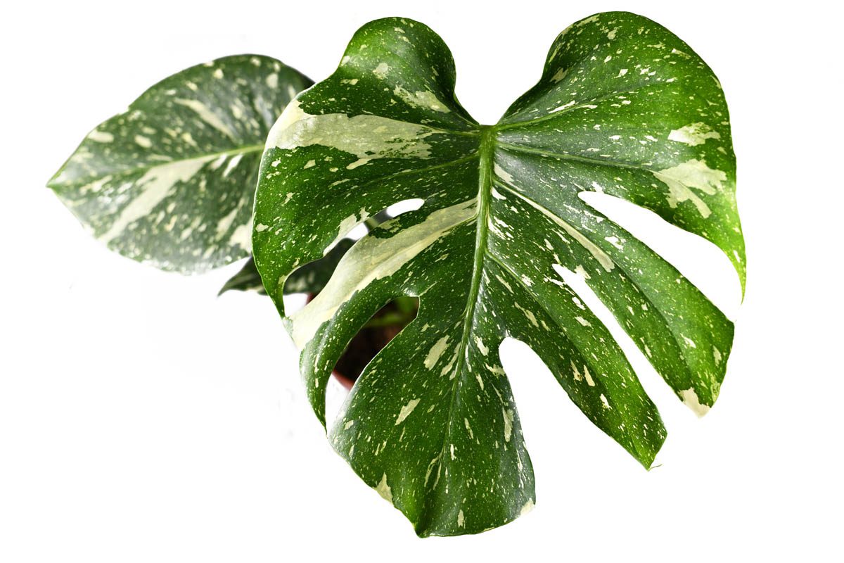 Is Monstera Thai Constellation Toxic to Dogs?