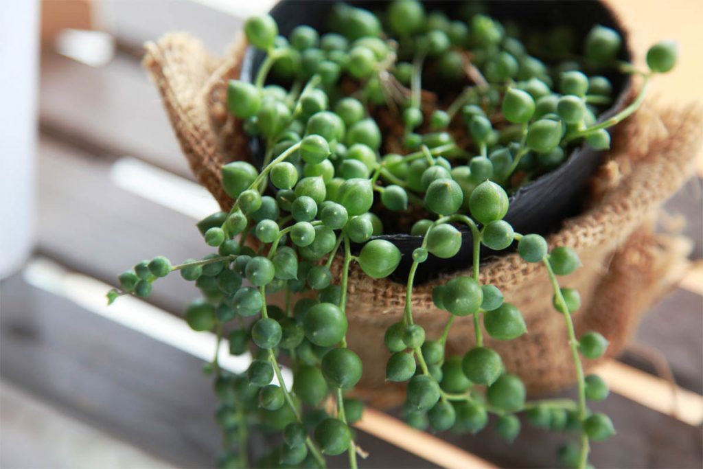 How to propagate string of pearls