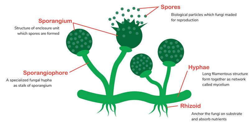 Pythium