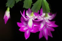 Is Thanksgiving cactus toxic to dogs?