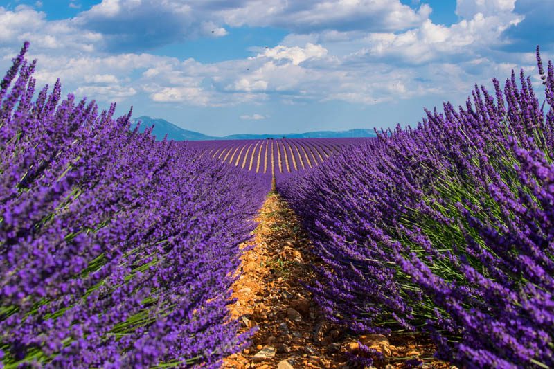 What is lavender?