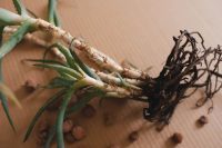 What is root rot?